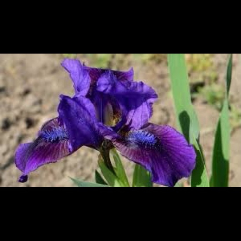 Meet your Posher, Iris